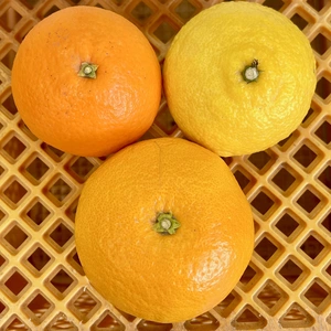 柑橘3種　詰め合わせ