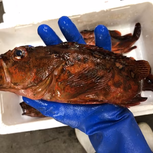 [釣りもの]カサゴ[津本式血抜き・内臓処理済]