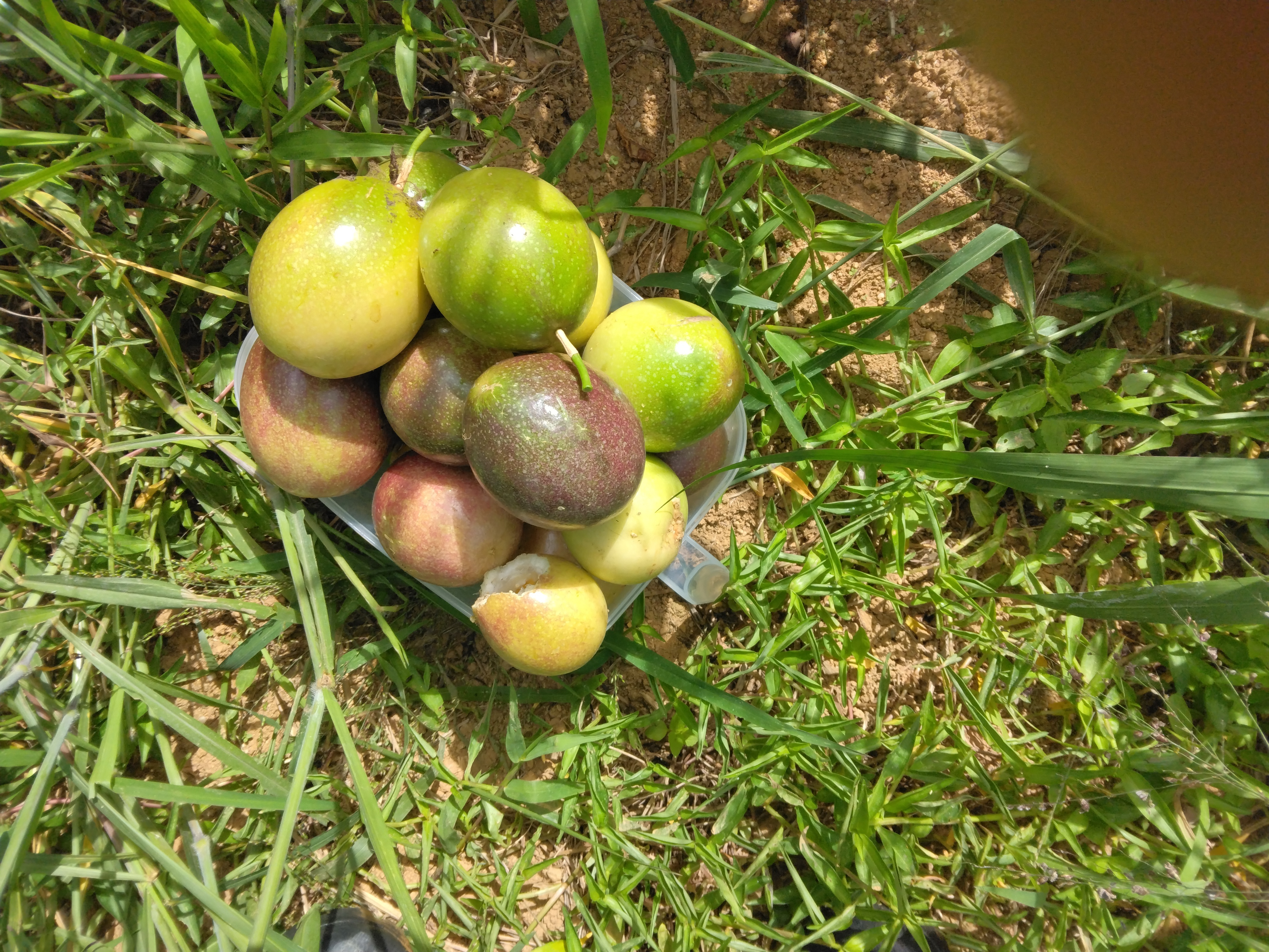 石垣島蜜蜂農園のパッションフルーツ｜パッションフルーツの商品詳細