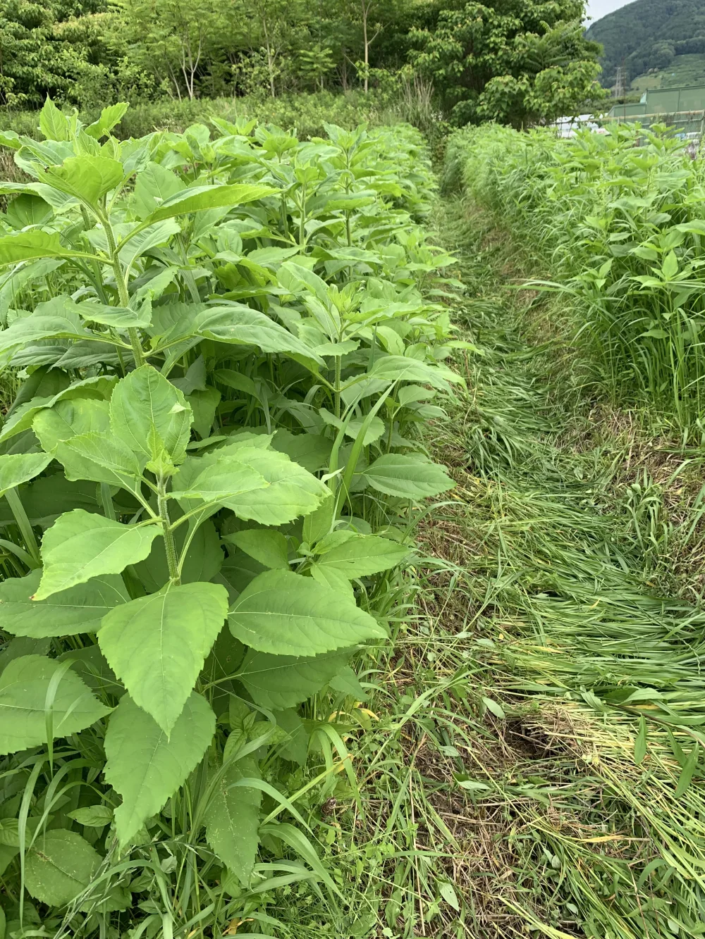 無農薬無肥料　健康&万能野菜！シャキシャキほくほく赤菊芋