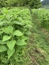 無農薬無肥料　健康&万能野菜！シャキシャキほくほく赤菊芋