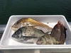 【予約】6月発送予定。瀬戸内海岡山県産鮮魚ボックス2〜4種