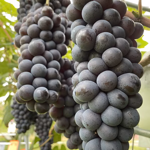 【ニューヨーク生まれの青森育ち】蜂蜜のような濃い甘さ青森県産スチューベン 4kg