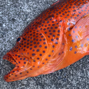 【魚突き】動画あり　ユカタハタ1.4kg 鱗、内臓処理済