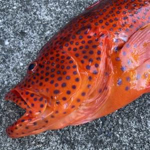 【魚突き】動画あり　ユカタハタ1.4kg 鱗、内臓処理済