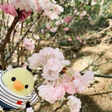 ザラシ(｡･ω･｡)