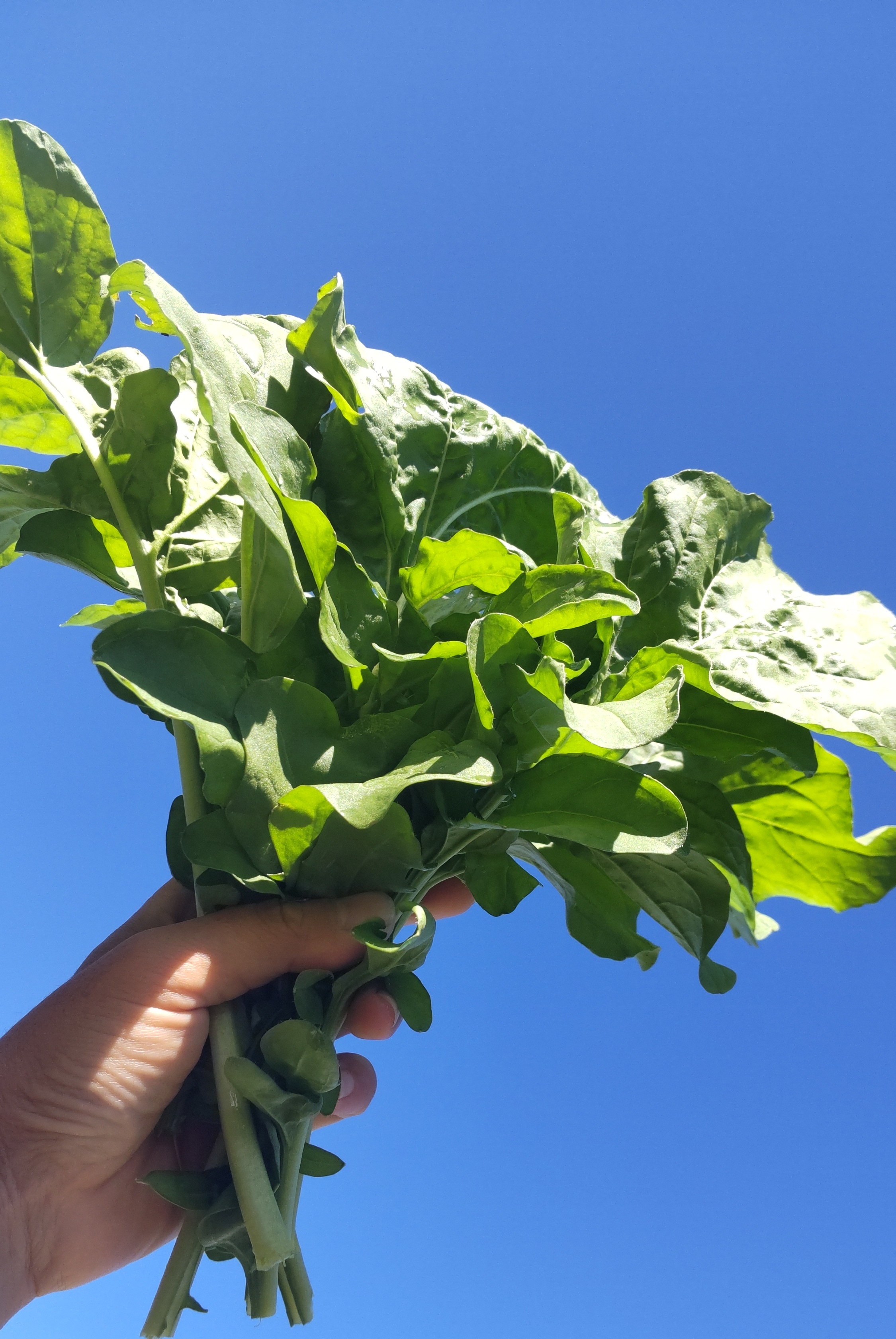 のん様専用❣️ルッコラ - 野菜