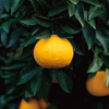 最後の1セット！今が食べごろ駿河甘夏（4kg/約10~12個）金柑おまけ