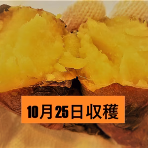 訳あり　紅はるか　4kg Mサイズ　牧之原産