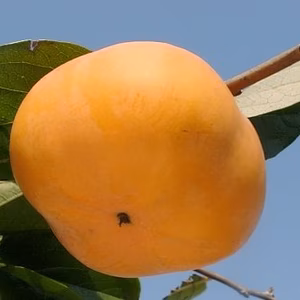 SDGｓ勿体ない【訳あり加工用】【古木に接木前川次郎柿】みえの安心食材認定