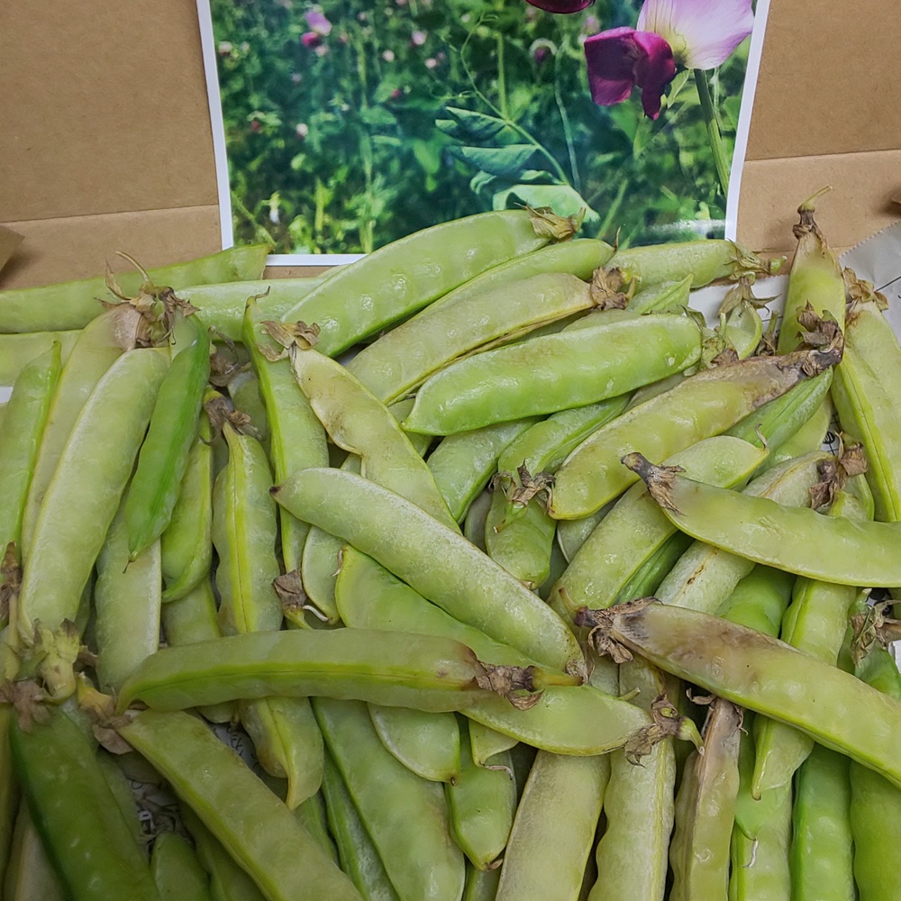 春のお届けvol 4豆ご飯用絹さや 農薬 化学肥料不使用 土の子農園 農家漁師直送のポケットマルシェ