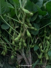 【予約】丹波篠山の美味しい黒枝豆！1.2kg