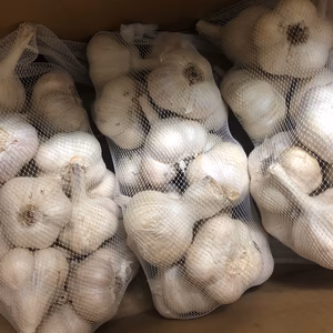 【新物】令和7年 青森県産 半乾燥にんにく 小サイズ 