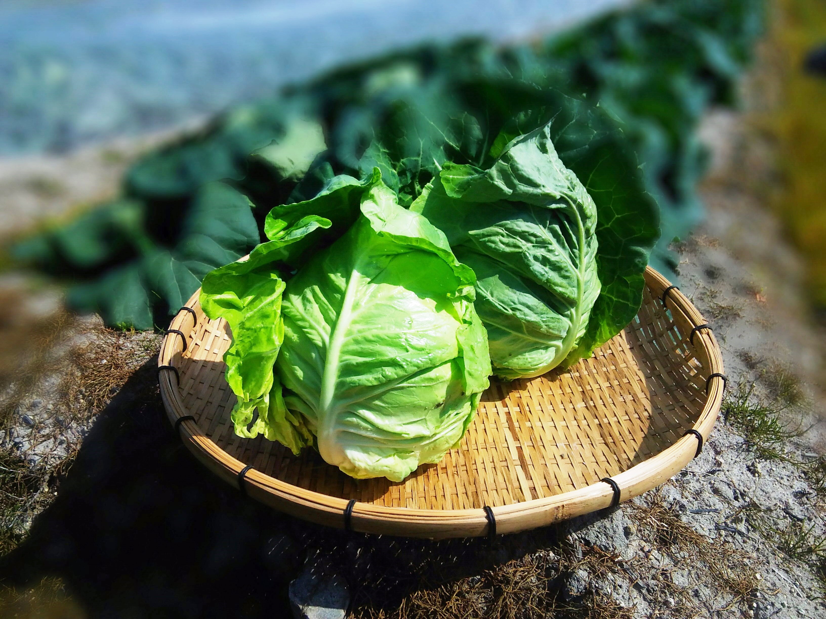 数量限定❕農薬不使用（無農薬）栽培柔らかく美味しい春キャベツの