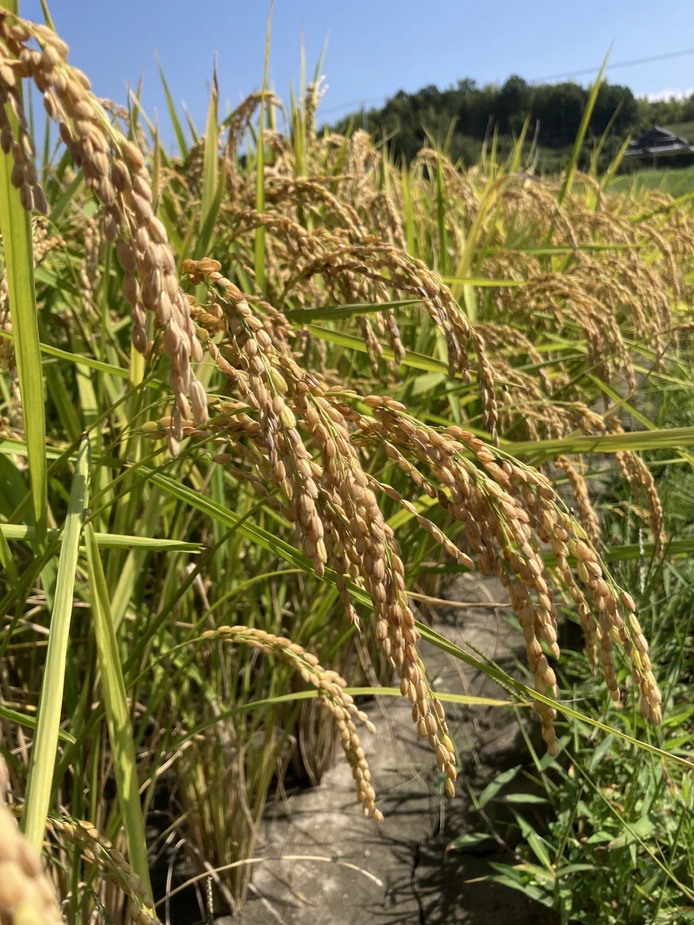 農家直送!!淡路島産 ツヤツヤ♩キヌヒカリ20kg
