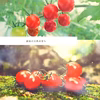 【数量限定】ミニトマトあまっこ
