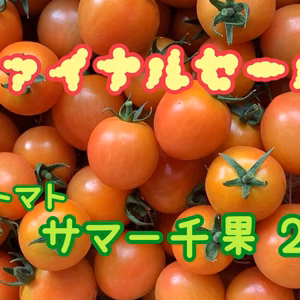 訳ありミニトマト約1.8キロ