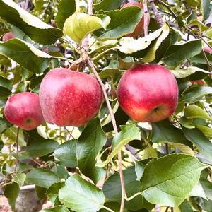 安全性にこだわり　熊本阿蘇産ふじ　7から11玉