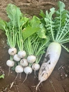 旬の野菜セット　かぶ　大根　インゲン