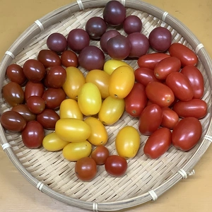 【無肥料自然栽培】ミニトマト『3〜5種類』(1kg入)