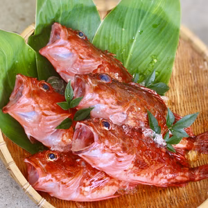【本日発送】送料無料！唐揚げやお味噌汁にオススメの「カサゴ」（1kg)
