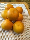 竹吉園　ラスト1箱　蔵出し　春の柑橘詰め合わせ　プチサイズ