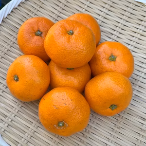 甘い!『大津みかん(四号)』5㎏ Sサイズ（１㎏あたり10-11個）