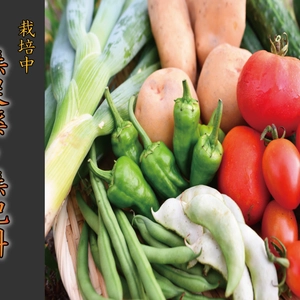 【自然農法】野菜セット　S～Lサイズ