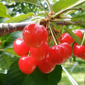 あま～いサクランボ。山梨県産佐藤錦　L玉500g