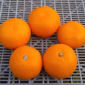 【訳あり】紅八朔（SML混在糖度11度以上2kg)冷蔵便
