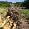 青森県産　自然農法で育った　まろやかバラにんにく　
