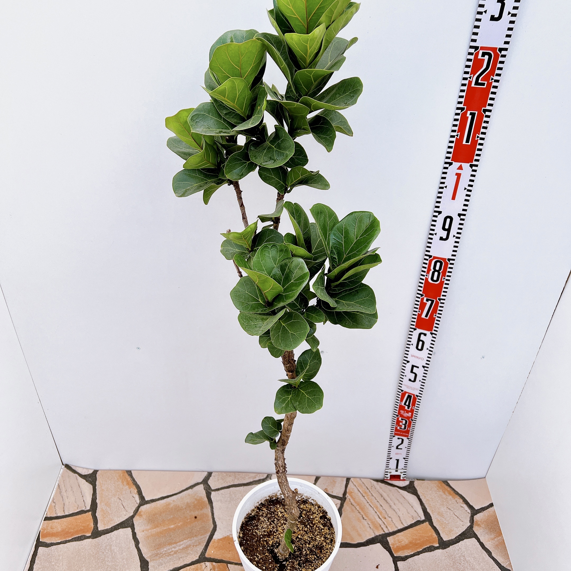 カシワバゴムの木☆190cm】5枝・観葉植物・ボタニカル（現物） - 植物/観葉植物