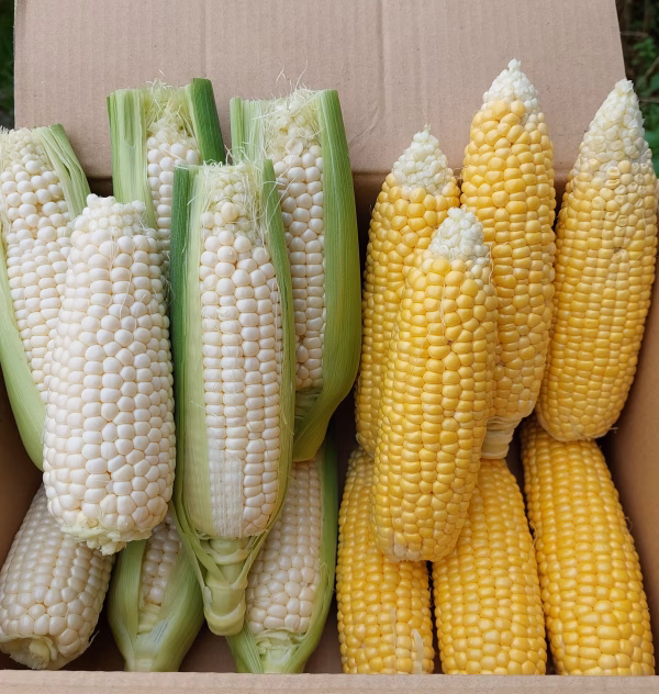 訳ありミックス　12本