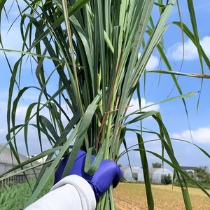 受注後に収穫！☆新鮮☆レモングラス　ロング葉・茎　500ｇ