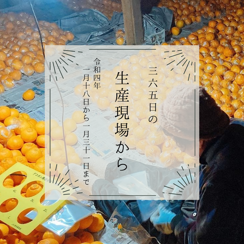 2100円 ◆高品質 厳選 新潟産 天然 新巻鮭 3kg物 数量限定生産