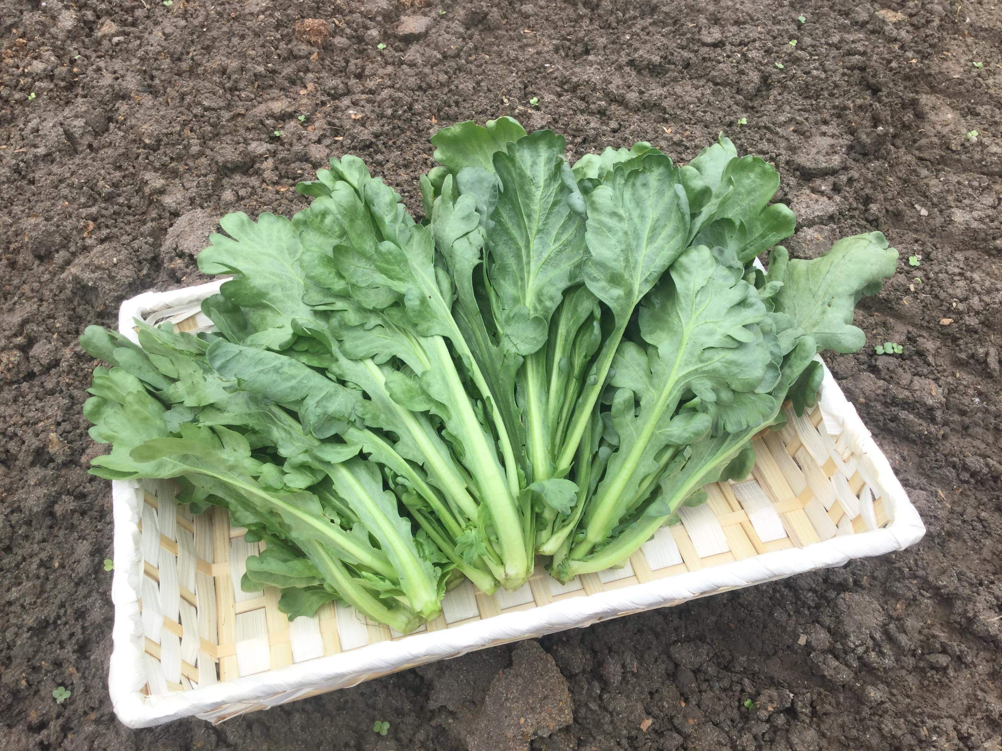 たくさんの福よ届け お多福春菊はいかが 農家漁師から産地直送の通販 ポケットマルシェ