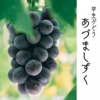 【お中元】即発送！黒ぶどう食べ比べセット　泉州パープル＋あづましずく