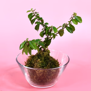 苔玉　睡蓮木(スイレンボク)
