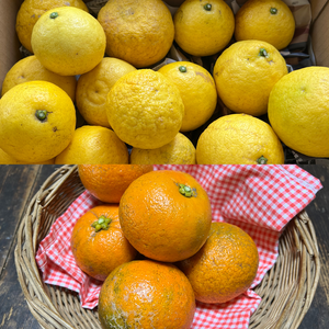 【農薬不使用】採れたてお届け！先取りニューサマーオレンジ&橙セット