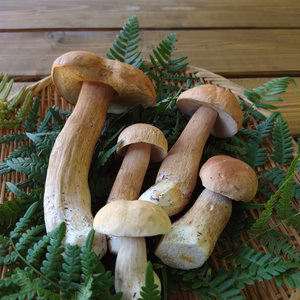 ■国産■天然■生ポルチーニ茸