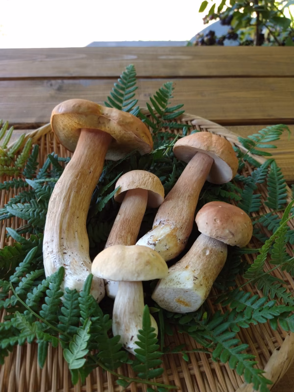 ■国産■天然■生ポルチーニ茸