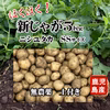 新じゃがいも(ニシユタカ)　無農薬　掘りたて5kg SSサイズ　土付き
