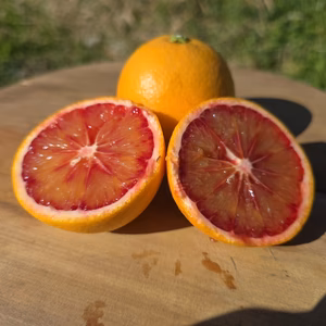 ブラッドオレンジモロ　赤いの選んでます