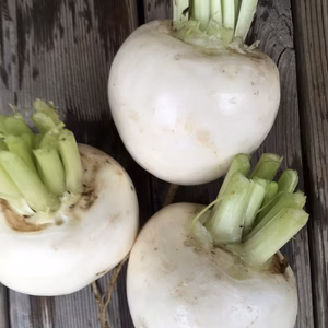 【カブがお好きな方へ】白いカブちゃんです。