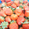【大サービスセール！加工用いちご】【生食もOK♪】