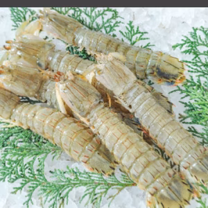 シャコ300g 袋詰め　瞬間冷凍　宇和島豊後水道産　宇和島漁師直通