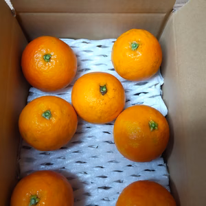 アントシアニン豊富な「ﾌﾞﾗｯﾄｵﾚﾝｼﾞ」3キロ