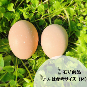 スモールサイズでお買得‼名古屋コーチンのタマゴ45個（シェア用パック付）