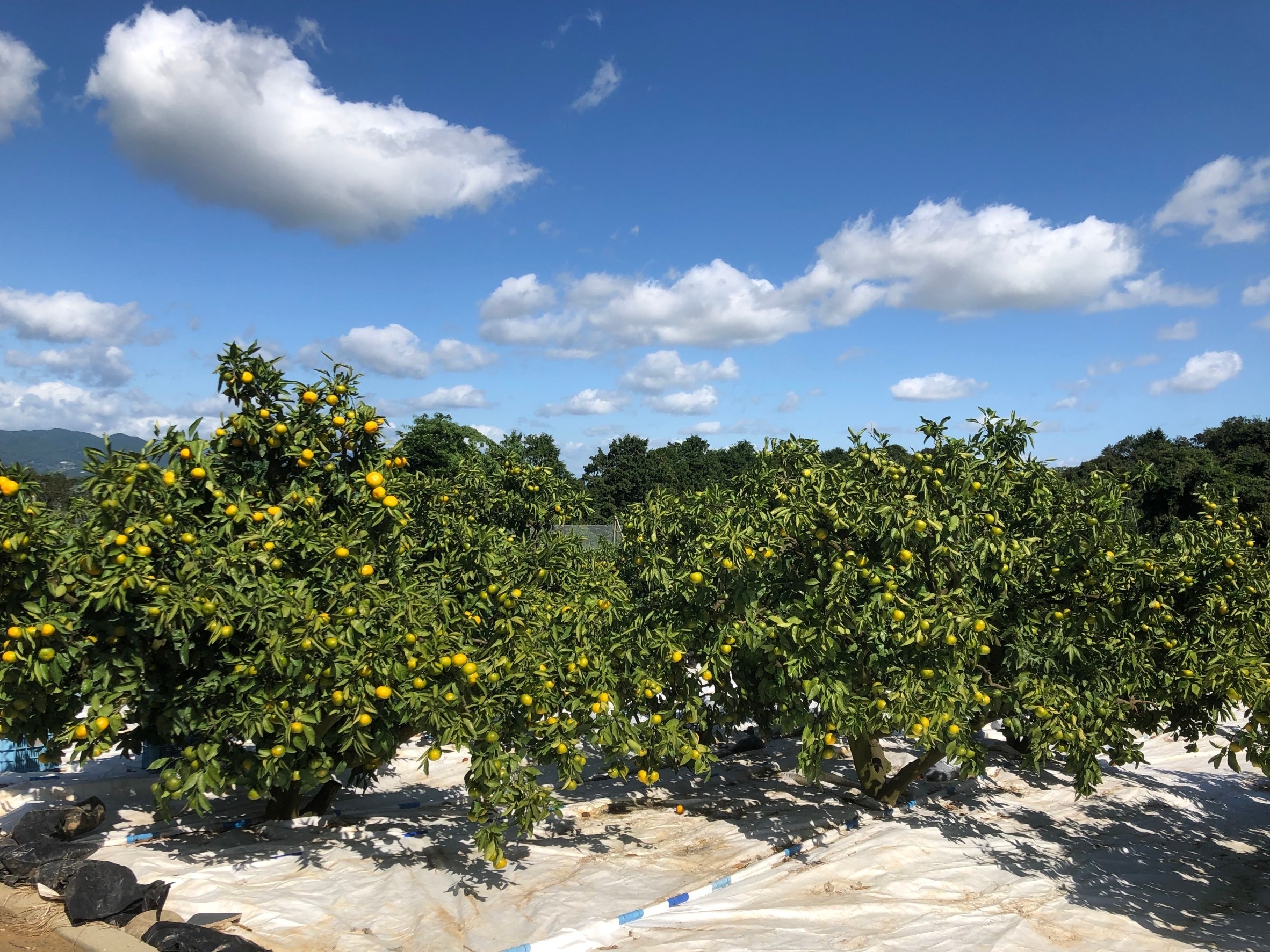 佐賀県多久市｜つよしくん じまんの玉手箱｜松尾剛之さんの生産者