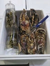 北海道噴火湾森町産　剥き身と大粒牡蠣のセット　生食用